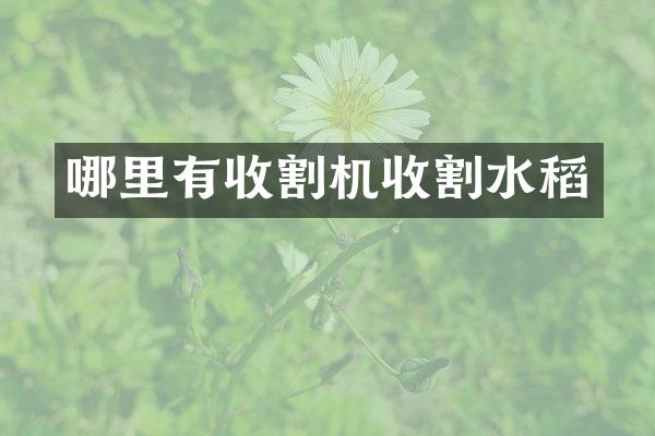 哪里有收割机收割水稻